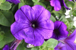 Petunia Dekko Blue