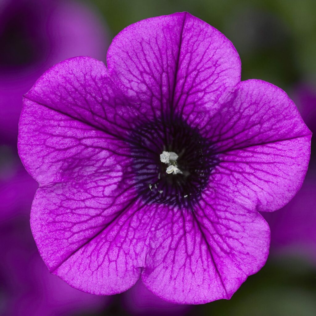 Petunia Dekko Deep Lavender Vein