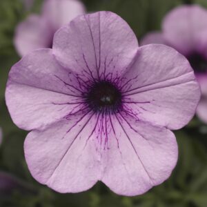 Petunia Dekko Lavender Eye