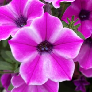 Petunia Dekko Pinwheel Purple