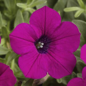 Petunia Dekko Purple