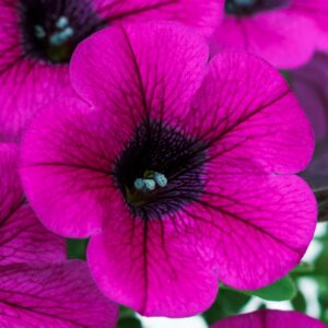 Petunia Dekko Purple