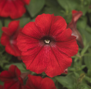 Petunia Dekko Red