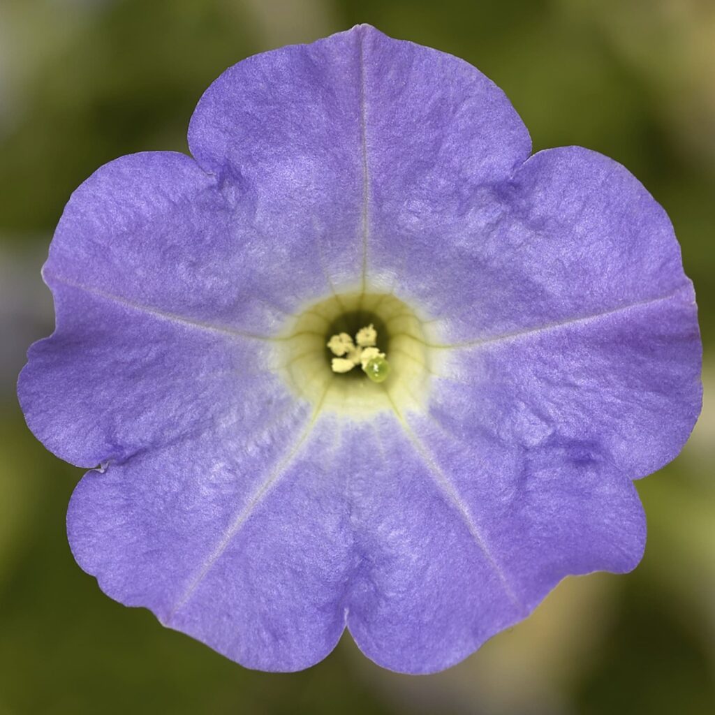 Petunia Dekko Sky Blue