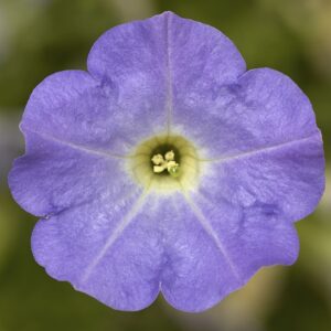 Petunia Dekko Sky Blue