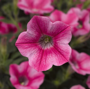 Petunia Dekko Star Rose