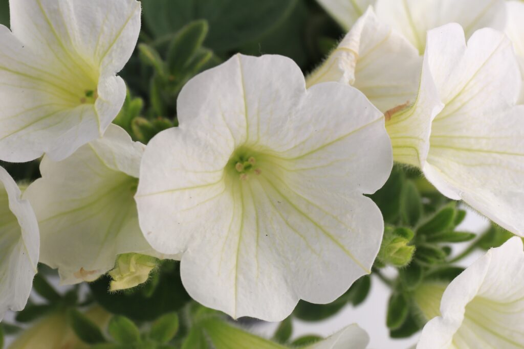 Petunia Dekko White