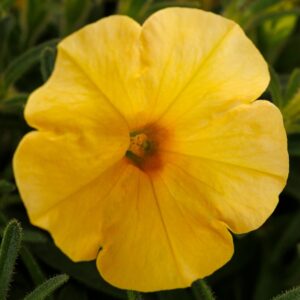Petunia Dekko Yellow