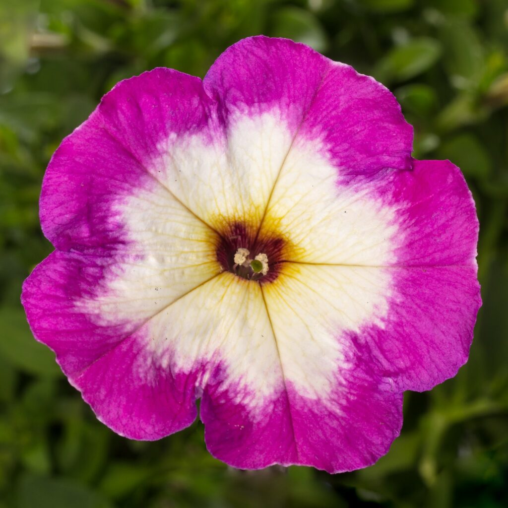 Petunia Sanguna Patio Radiant Violet