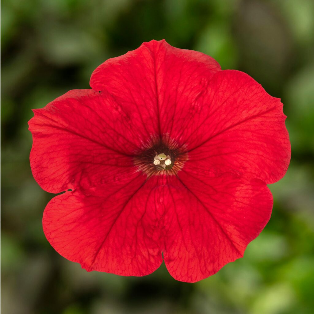 Petunia Sanguna Red