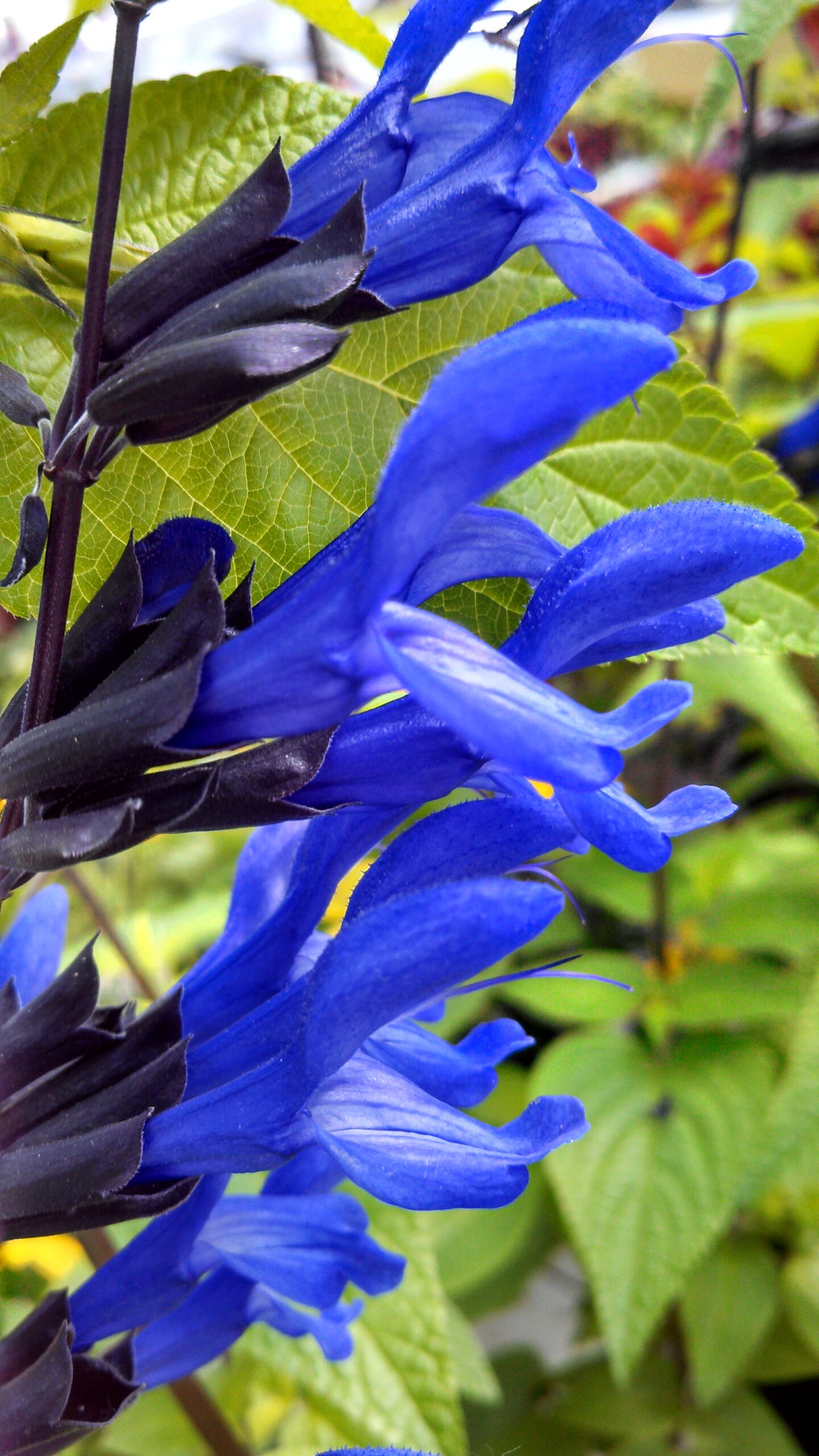 Salvia Black and Blue