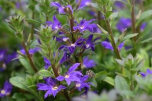 Scaevola Scalora Dark Violet