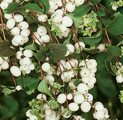 White Snowberry