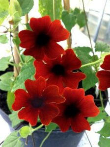 Thunbergia Sunny-Susy Brownie