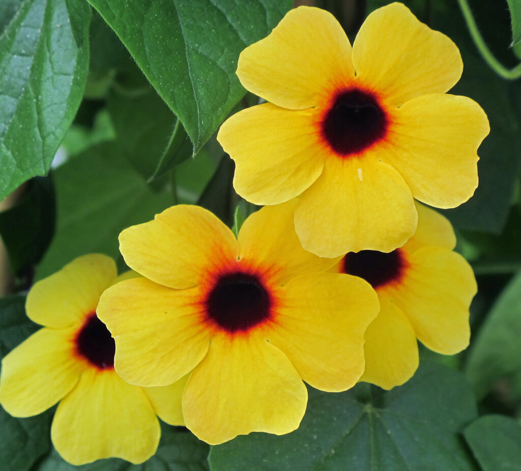 Thunbergia Sunny-Susy Terra Cotta