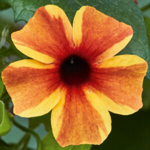 Thunbergia Sunny Susy Amber Stripes