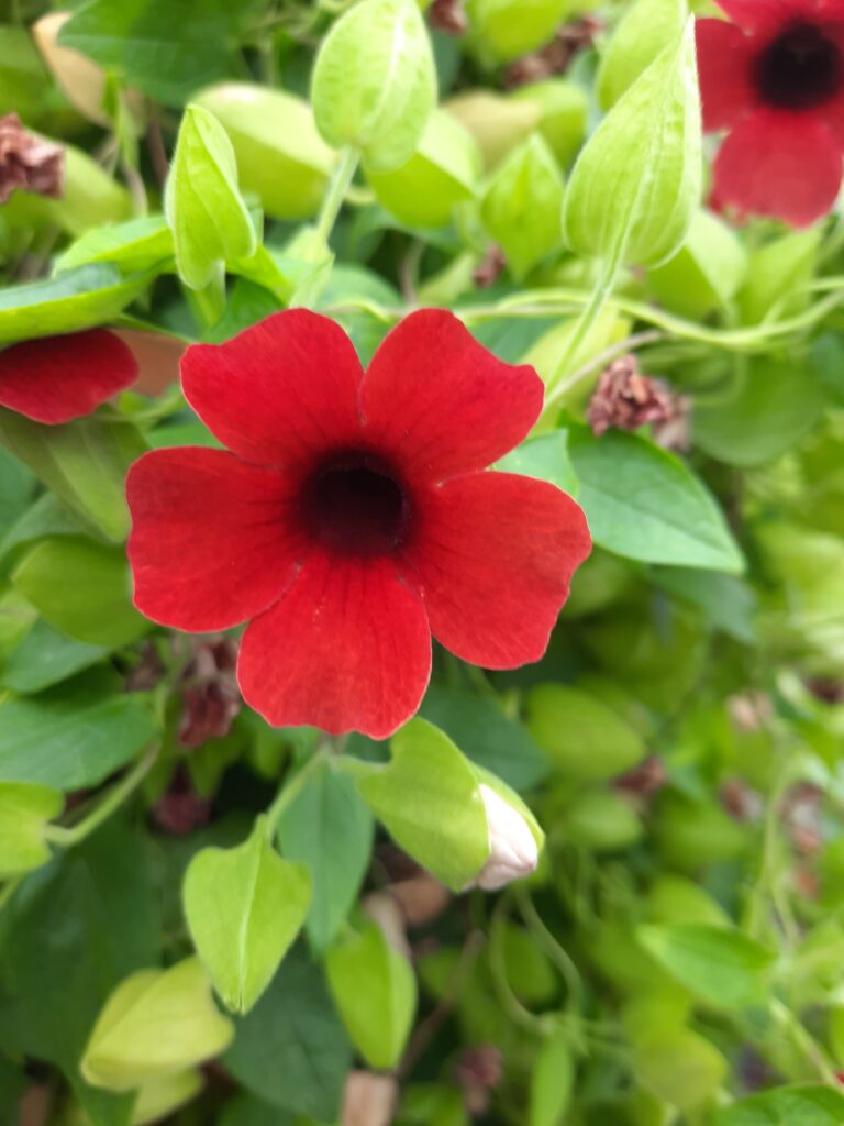 Thunbergia Sunny-Susy Cherry