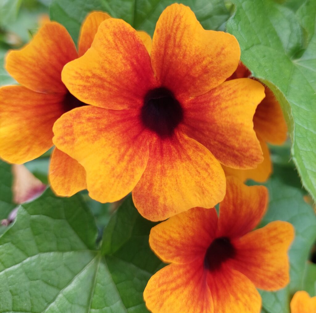 Thunbergia Sunny Susy Orange Red