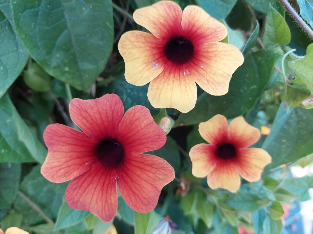 Thunbergia-Sunny-Susy-Tiger-Eye