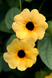 Thunbergia TowerPower Apricot