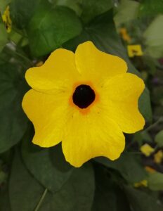 Thunbergia TowerPower Gold