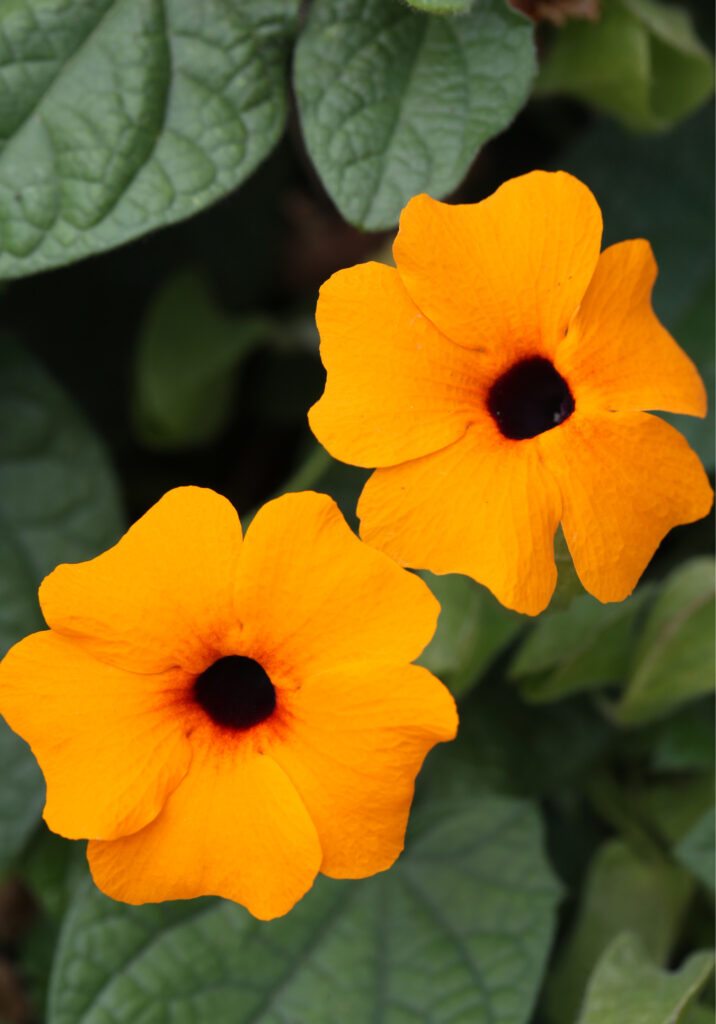 Thunbergia TowerPower Orange