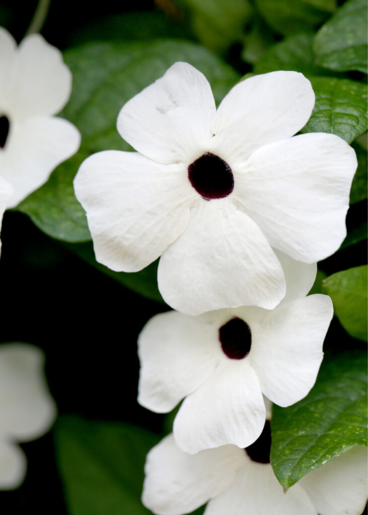 Thunbergia TowerPower White