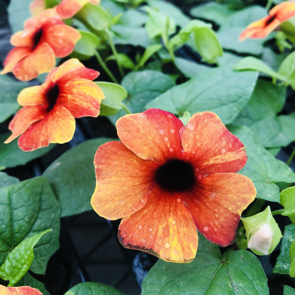 Thunbergia Towerpower Red