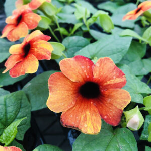 Thunbergia Towerpower Red