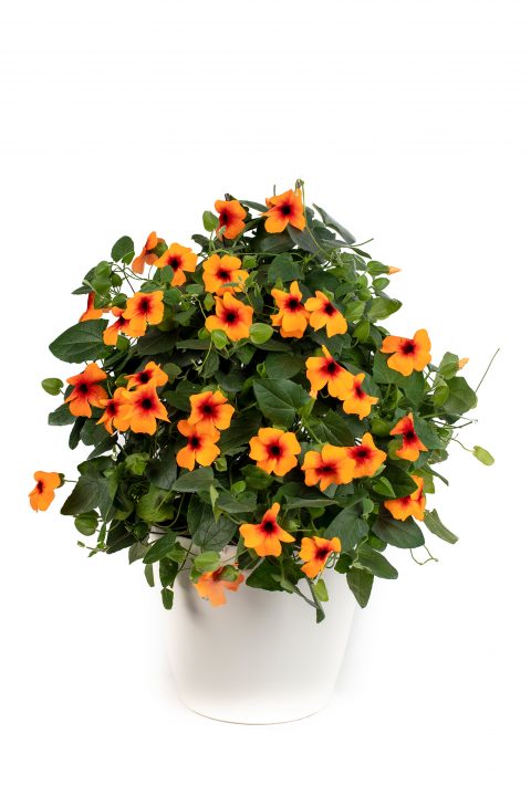 Thunbergia TowerPower Dark Orange