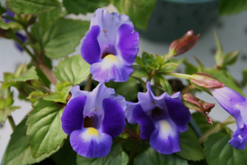 Torenia Moon Blue