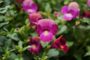 Torenia Moon Magenta