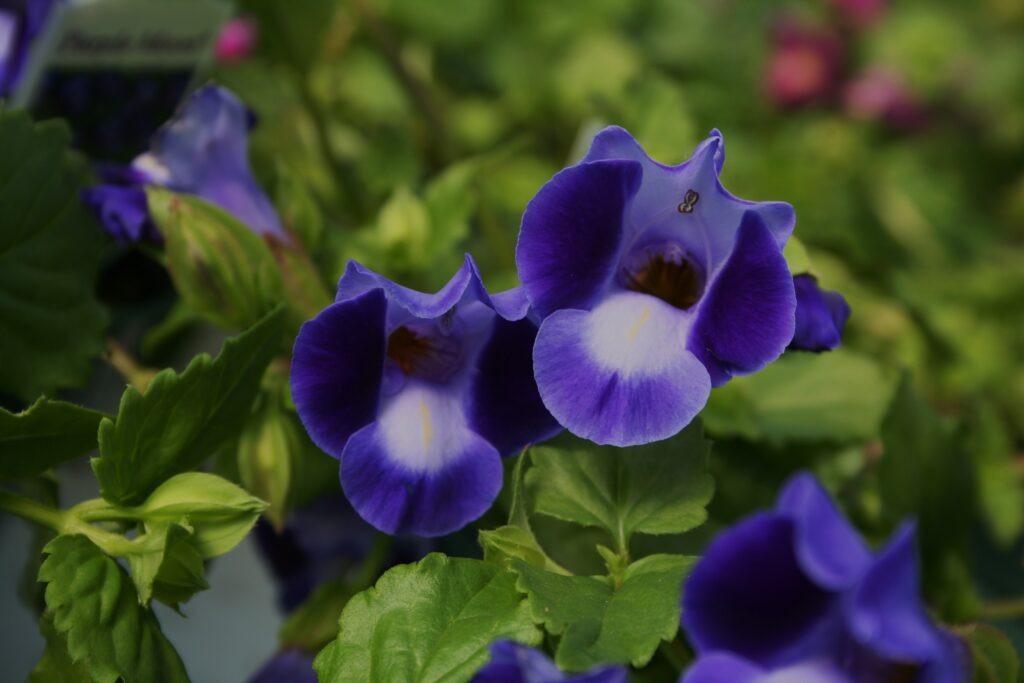 Torenia Moon Purple