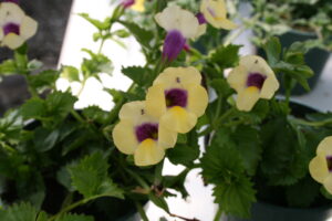 Torenia Moon Yellow