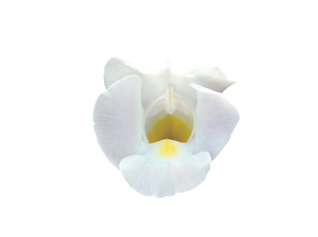 Torenia Summer Wave Bouquet White