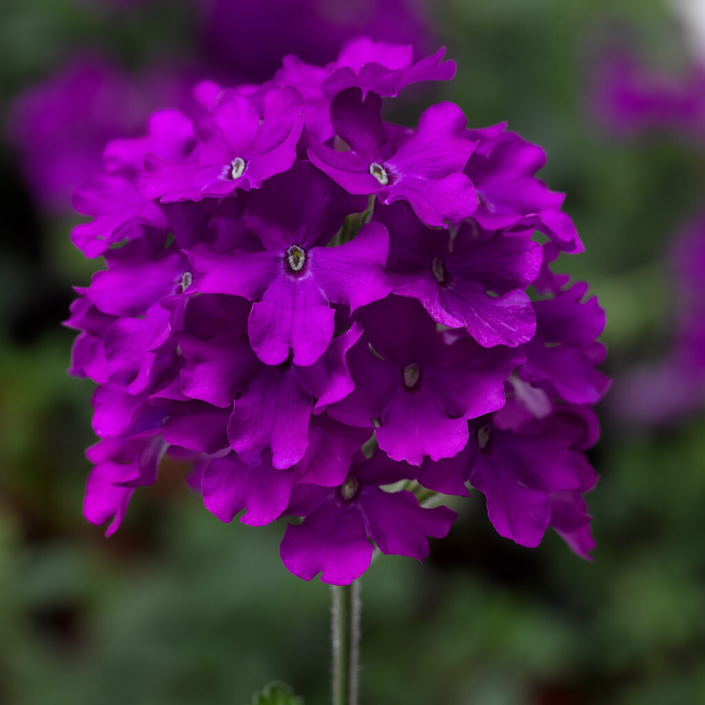 Verbena Lanai Purple