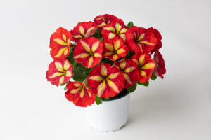 Petunia Crazytunia Frisky Orange