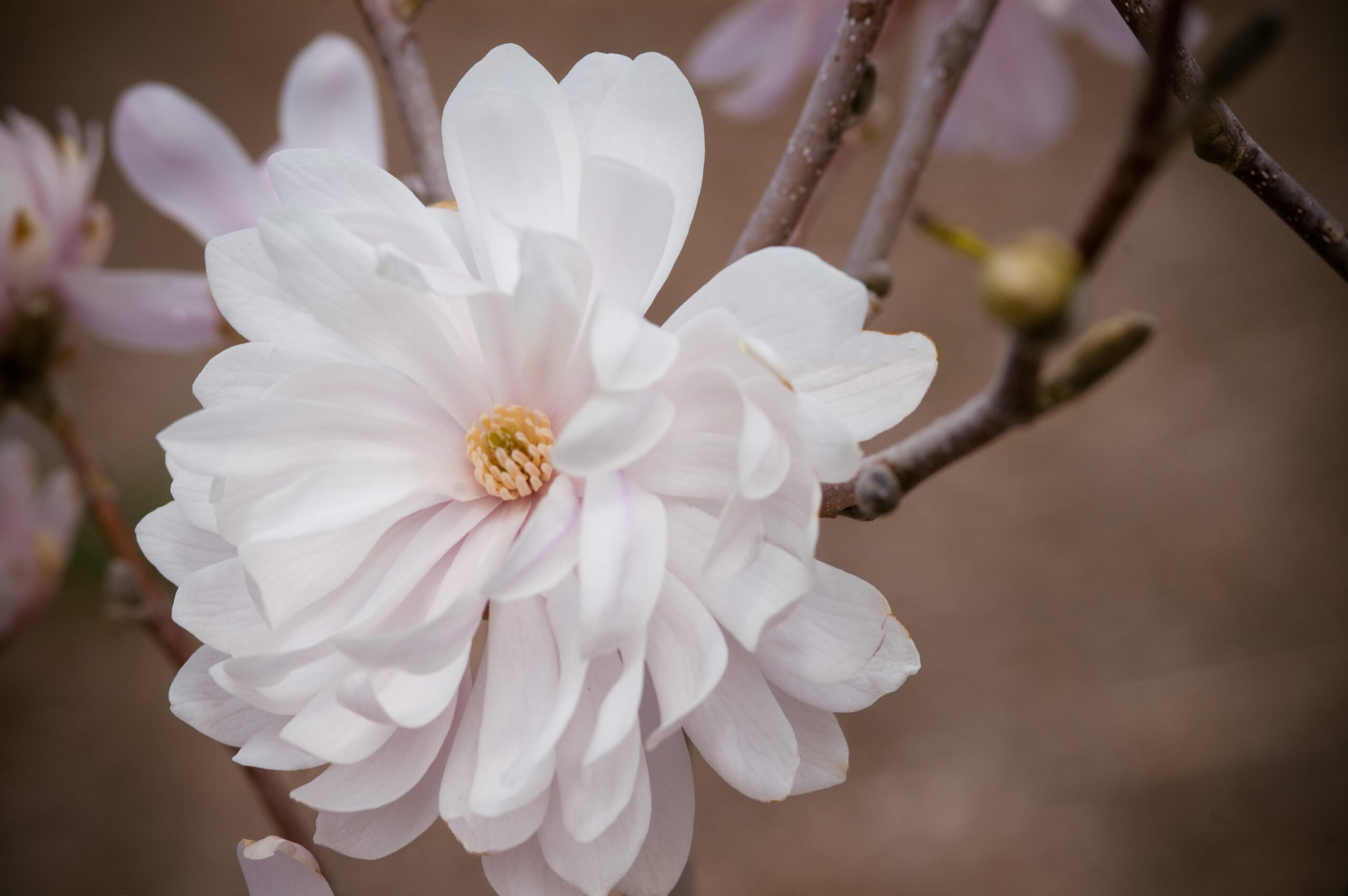 Centennial Blush Magnolia