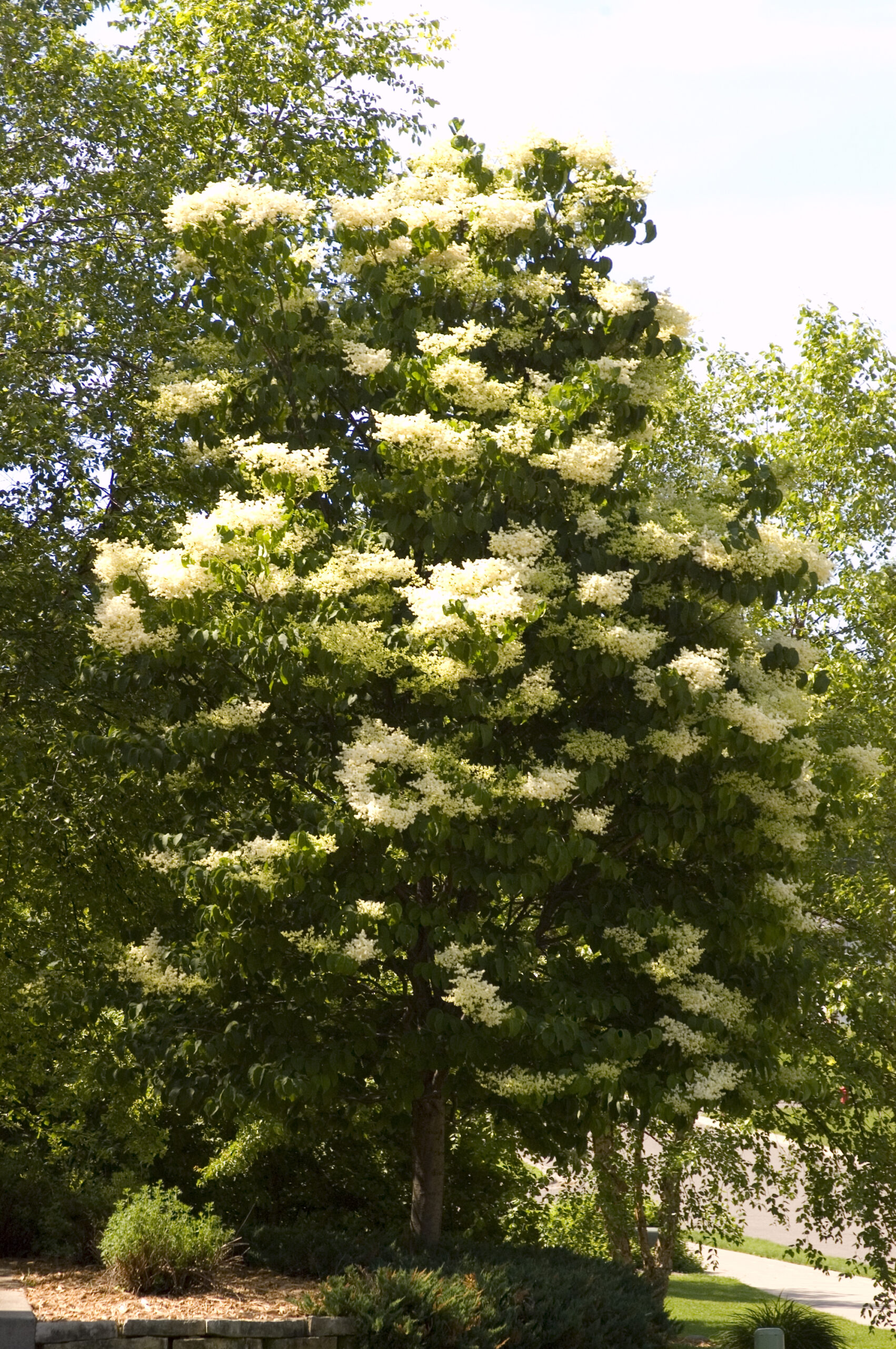 Ivory Silk Japanese Lilac Tree