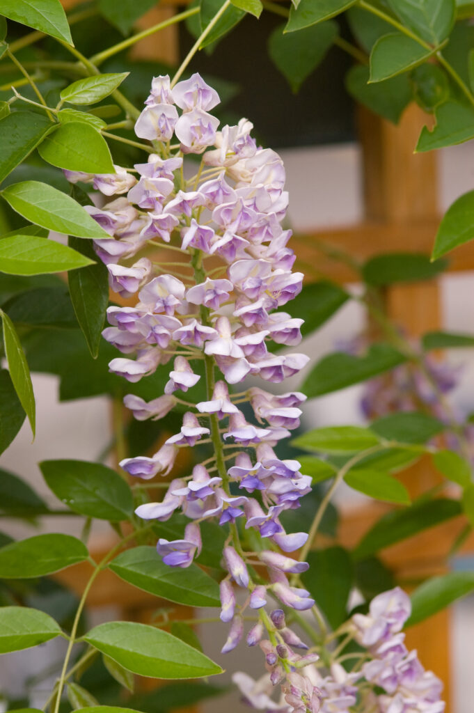 Summer Cascade Wisteria