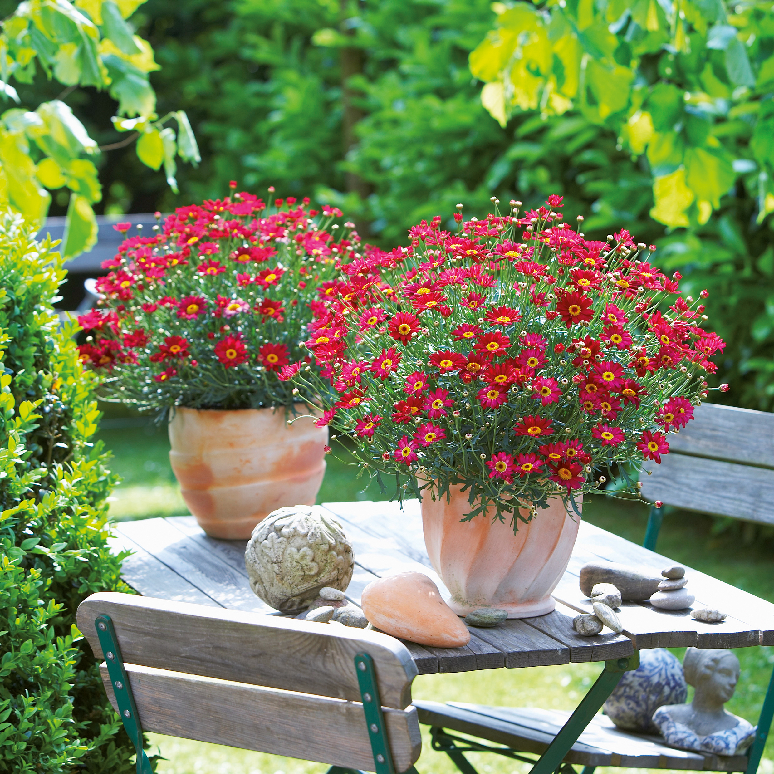 Argyranthemum Aramis Red Pot