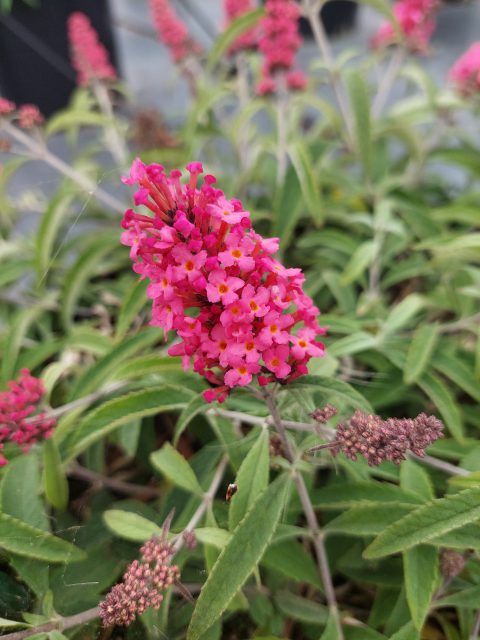 Buddleja Baby Buzz Lipstick Pink