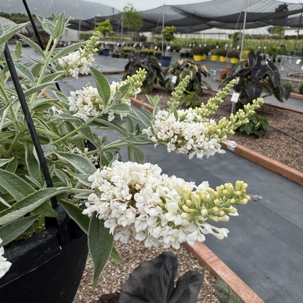 Buddleja Baby Buzz White
