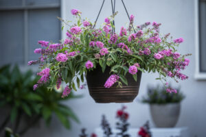 Buddleja Baby Buzz Candy Pink Hanging