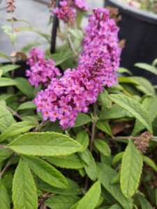 Buddleja Baby Buzz Purple