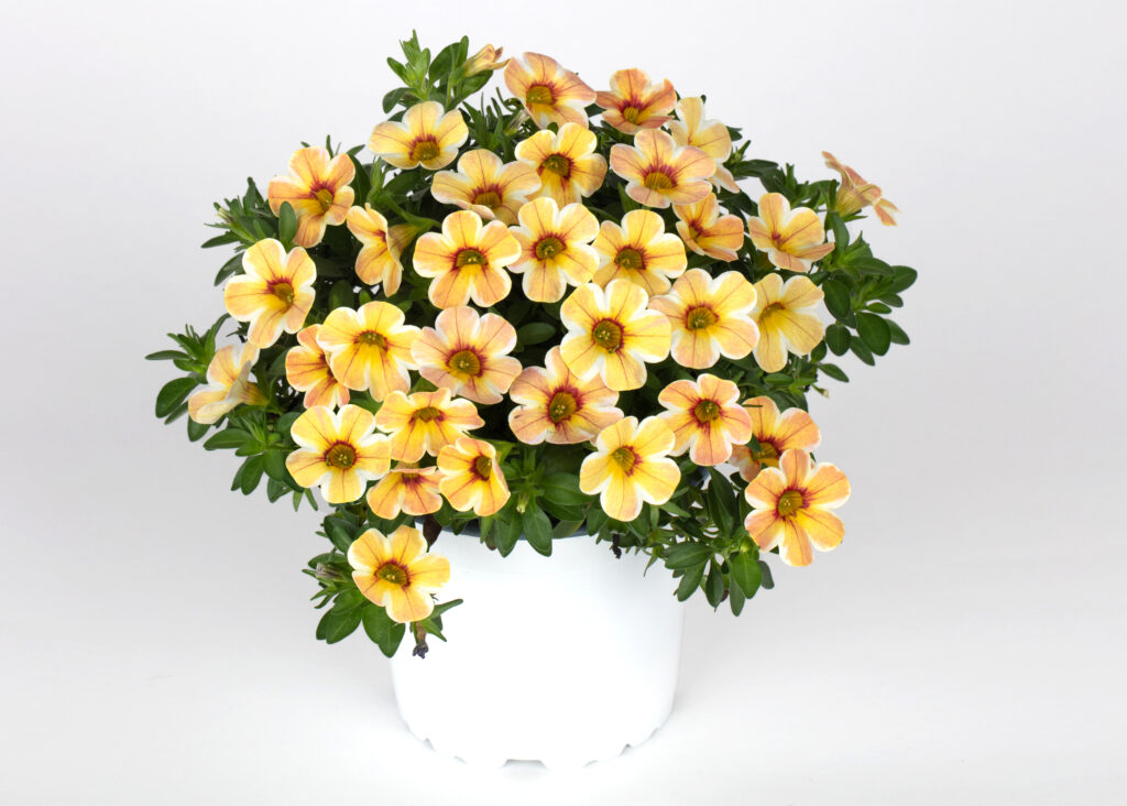 Calibrachoa Caliloco Caramel