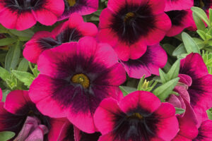 Calibrachoa Caliloco Dracula