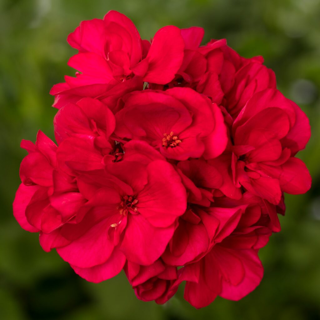 Geranium Int Mantra Bright Red