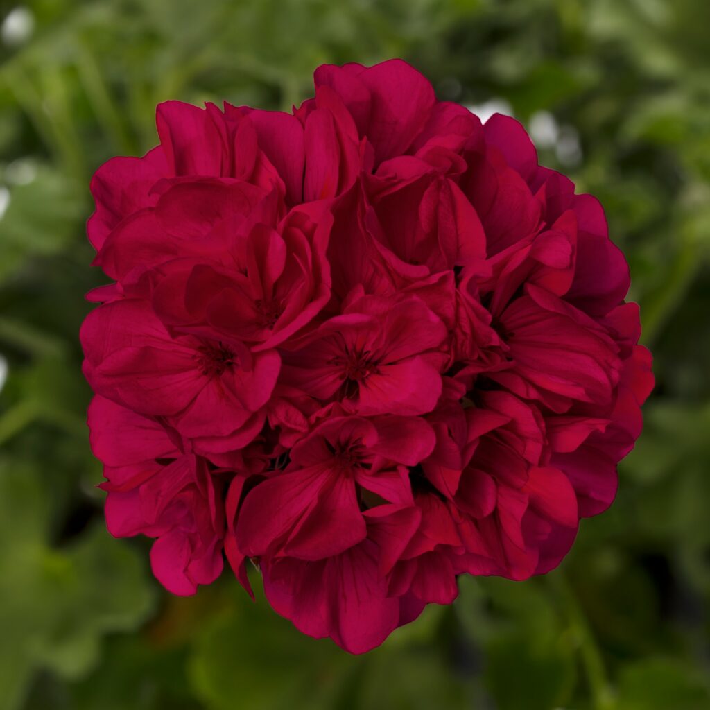 Geranium Int Mantra Magenta