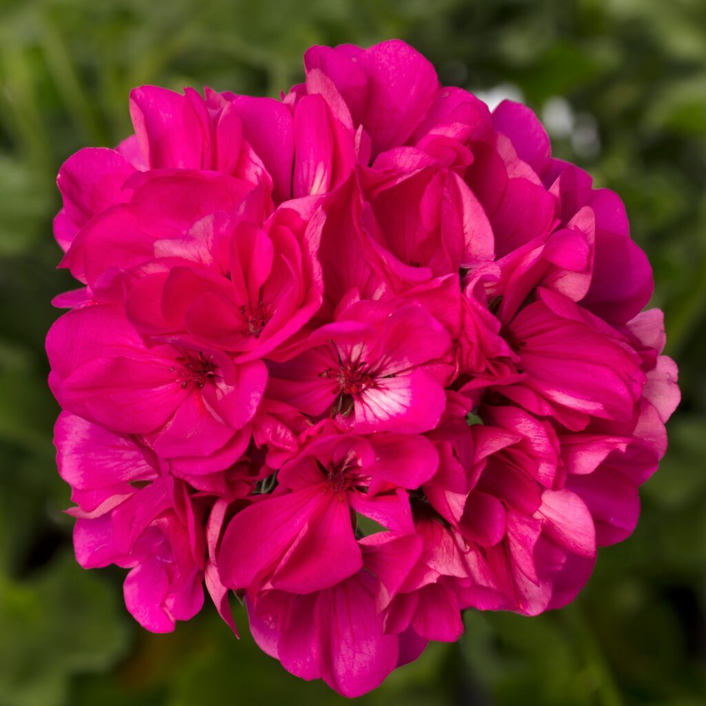 Geranium Int Mantra Pink